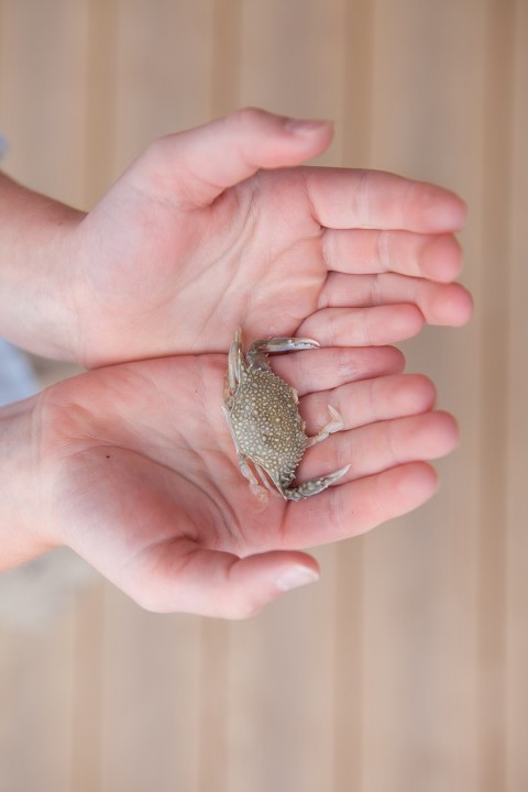 Isle of Palms Beach Family Photographer