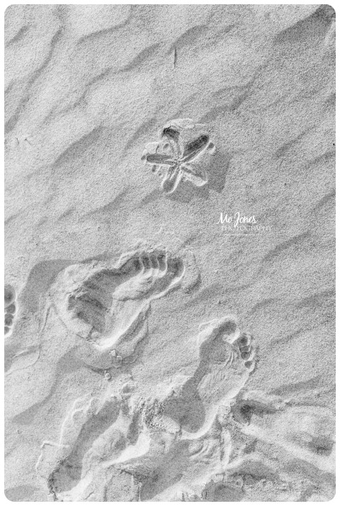 Isle of Palms beach photographer