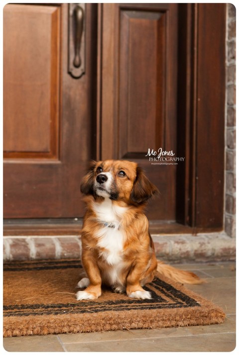 Charleston Lifestyle Family Photographer